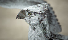 Load image into Gallery viewer, Buckbeak