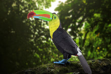 Load image into Gallery viewer, Keel-Billed Toucon
