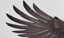 Load image into Gallery viewer, American Bald Eagle
