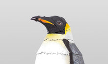Load image into Gallery viewer, Emperor Penguin
