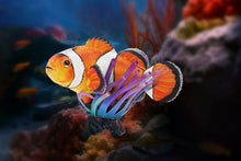 Load image into Gallery viewer, Clownfish
