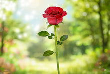 Load image into Gallery viewer, Red Rose
