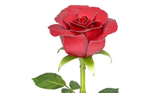Load image into Gallery viewer, Red Rose
