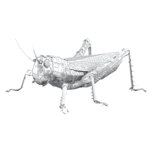 Load image into Gallery viewer, Grasshopper
