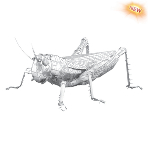 Grasshopper