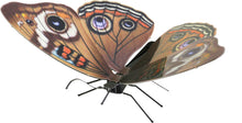 Load image into Gallery viewer, Buckeye Butterfly
