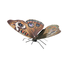 Load image into Gallery viewer, Buckeye Butterfly
