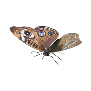 Buckeye Butterfly