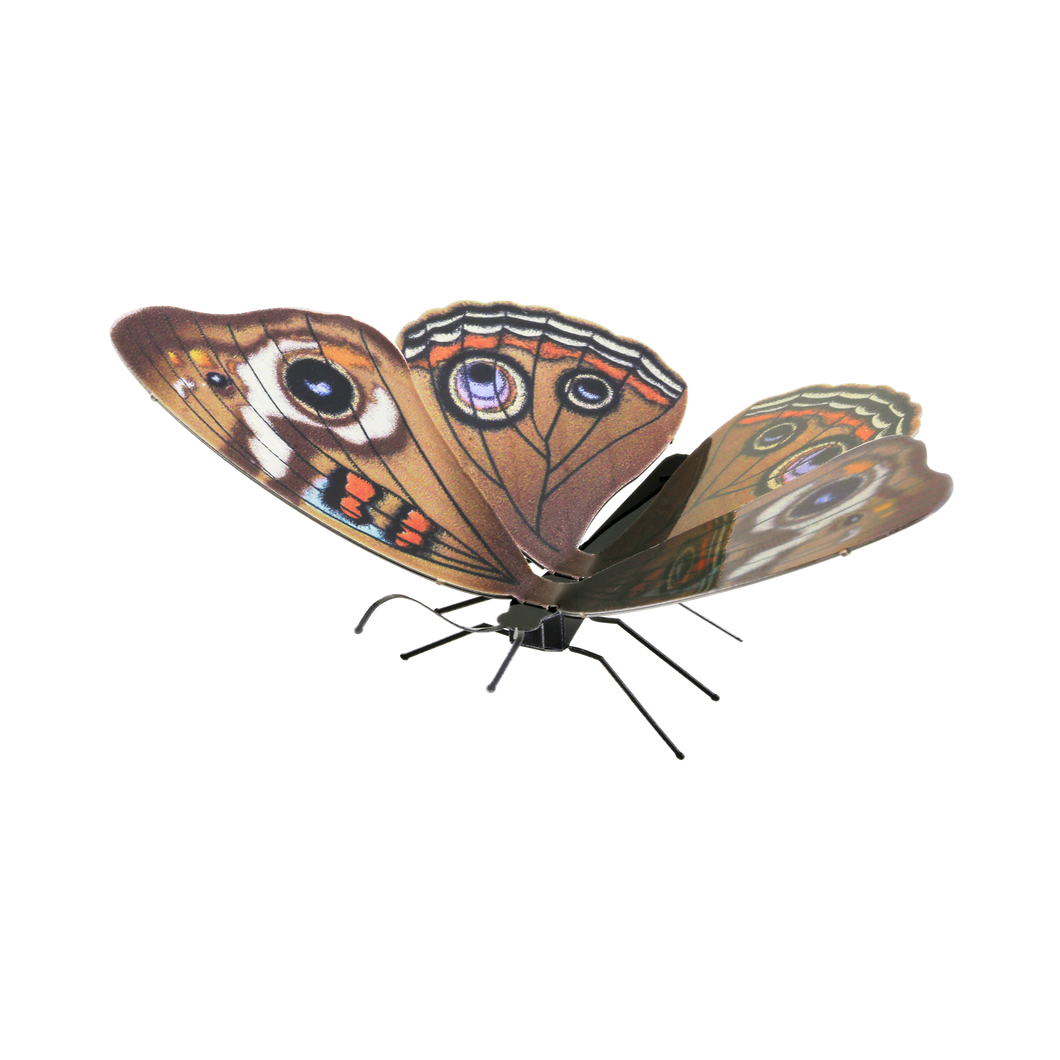 Buckeye Butterfly